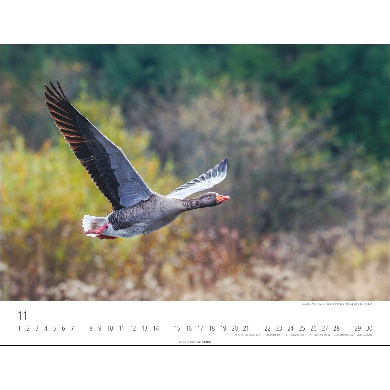 Heimische Wildtiere - Landschaft & Natur Kalender-739