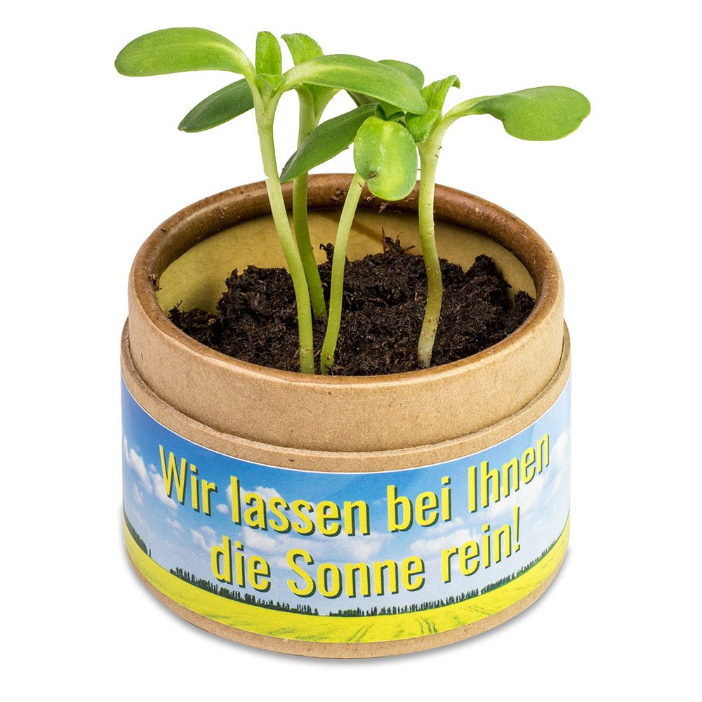 Pflanz-Cup mit Samen - Gewürzpaprika-269