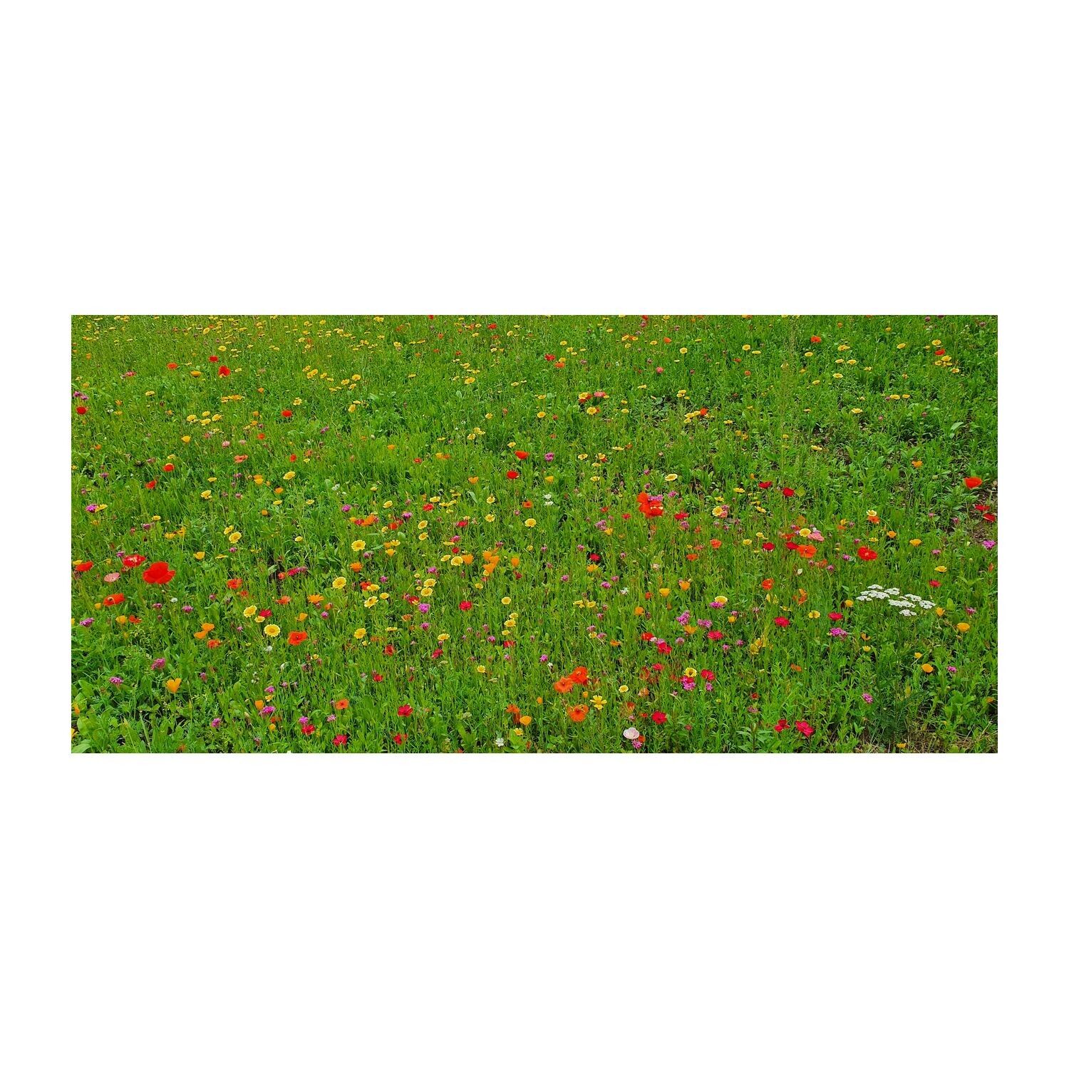 Blumenwiese Bee Happy, 3 Saatkugeln im Säckchen-699