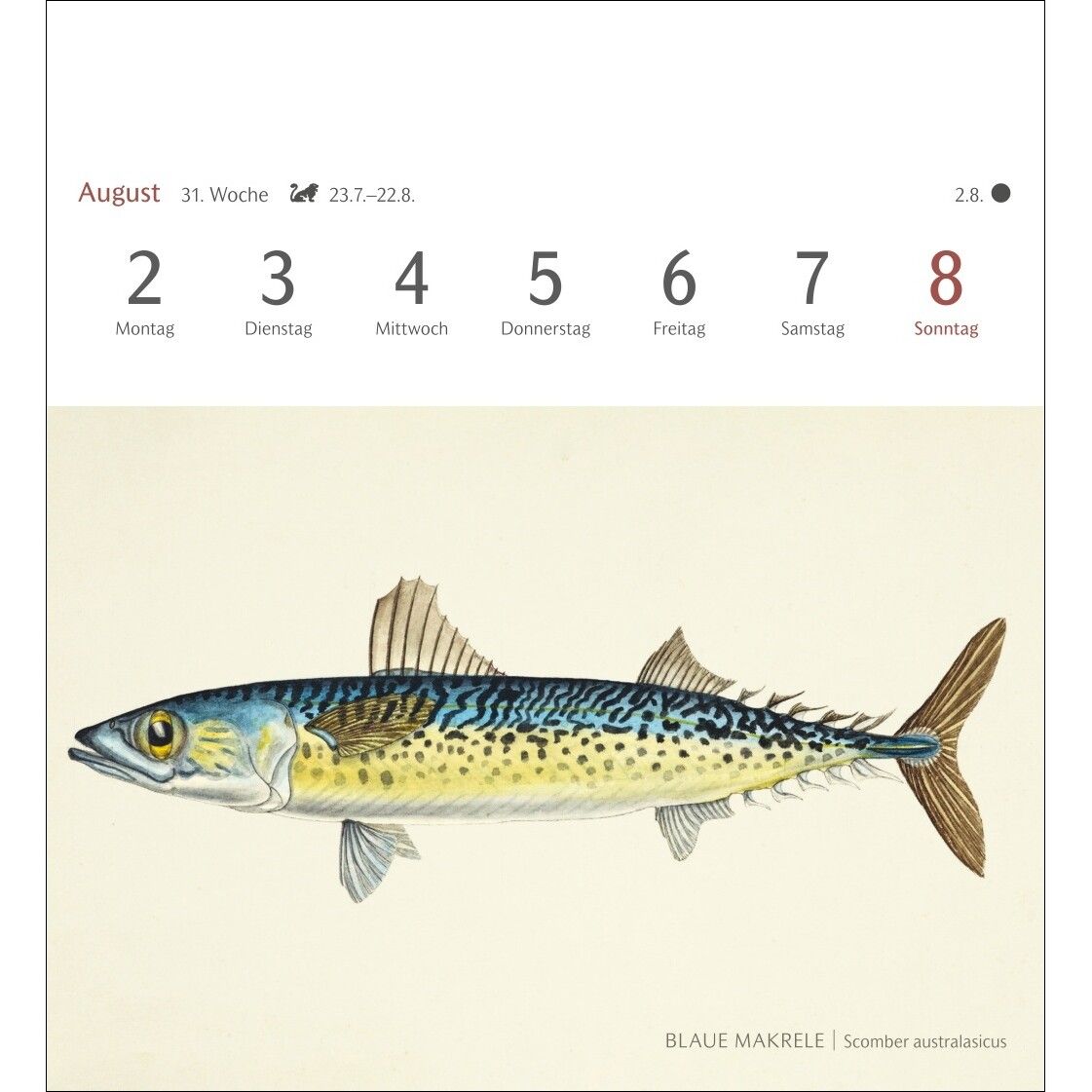 Fische Postkartenkalender-691