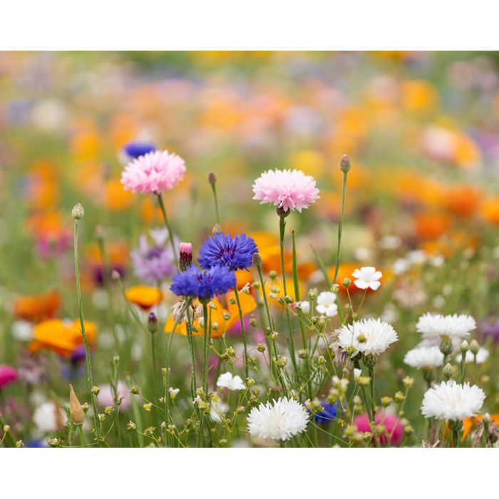 DIN A5 Wildblumen-Samenpapier ASIDE - weiß-1000