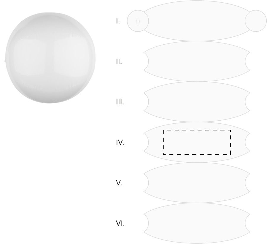 Veredelungsposition Segment 4