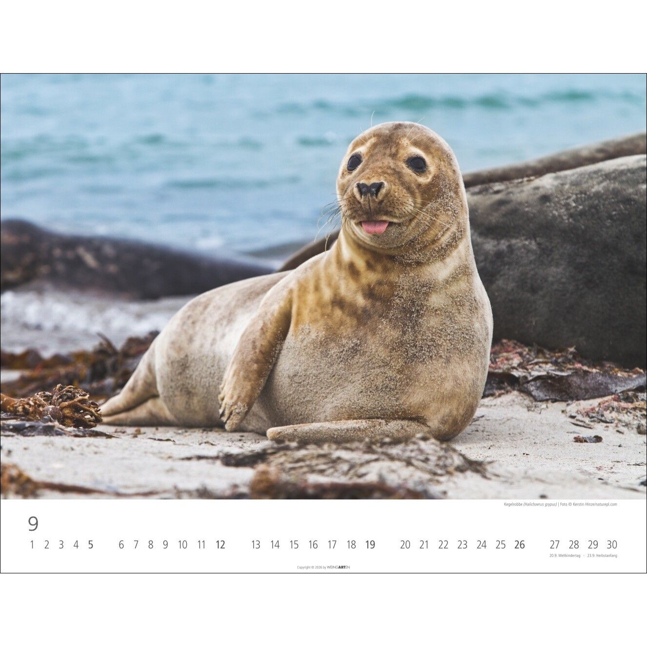 Heimische Wildtiere - Landschaft & Natur Kalender-94