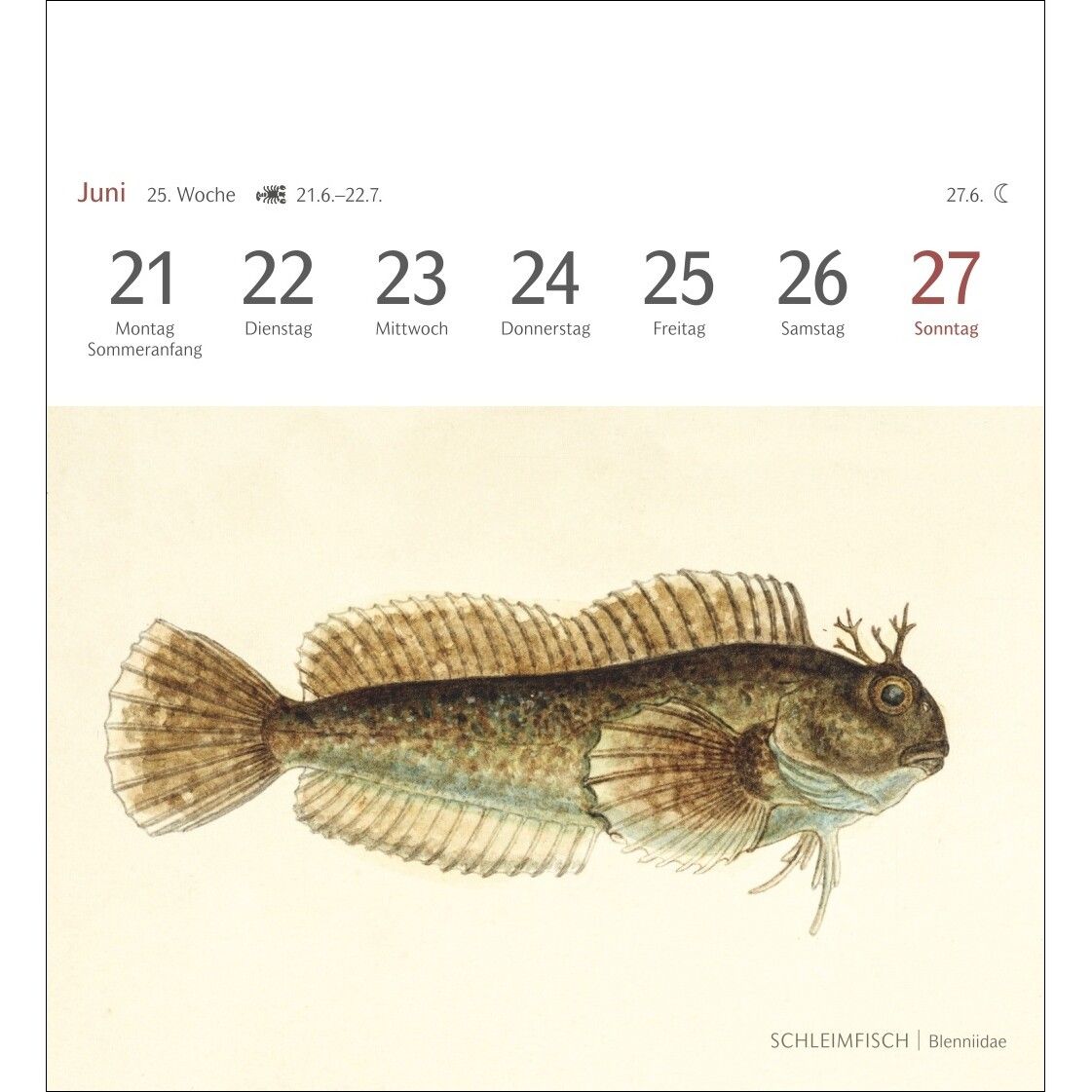 Fische Postkartenkalender-785