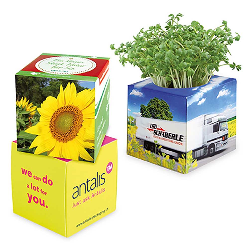 Pflanz-Würfel 2.0 mit Samen - Sonnenblume-308