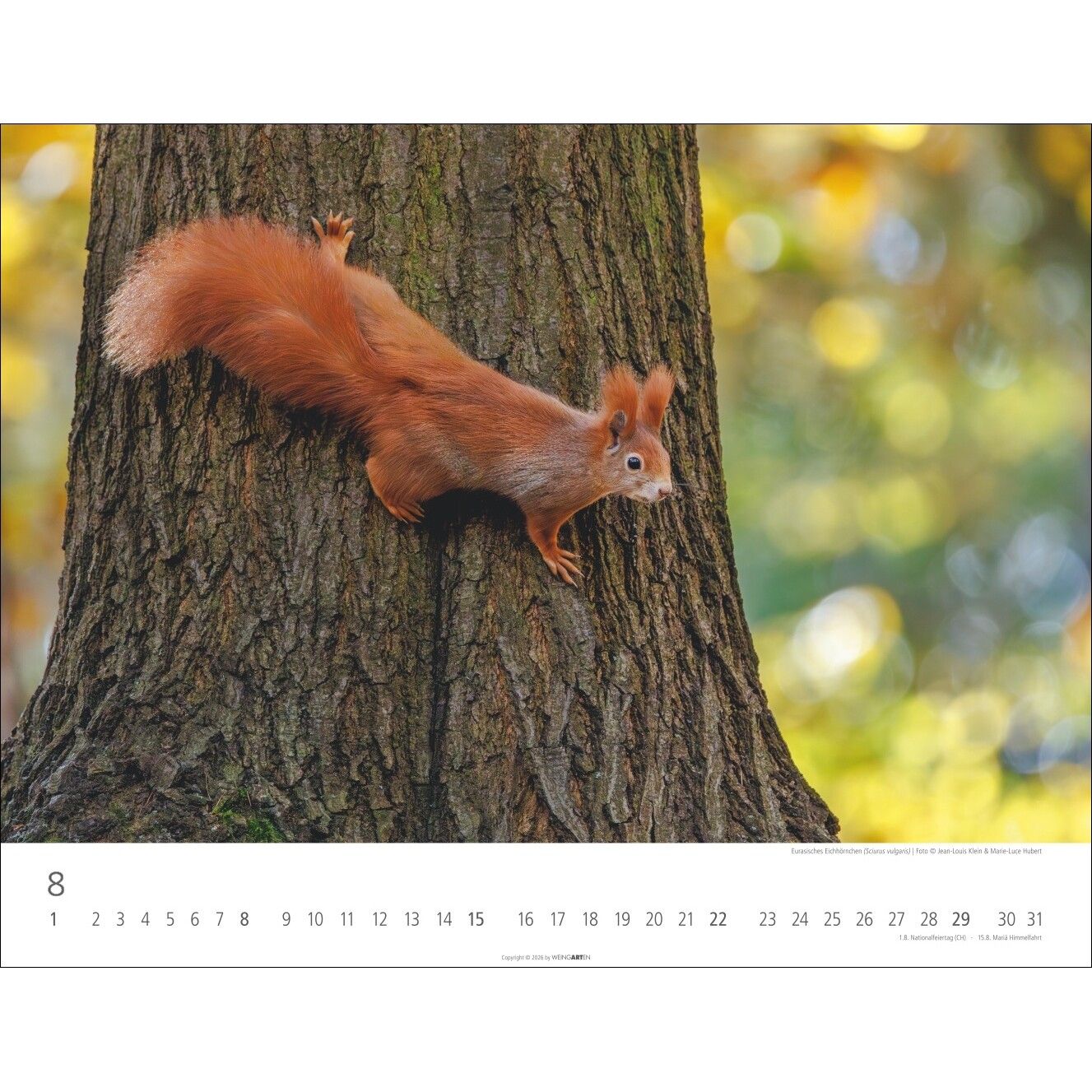 Heimische Wildtiere - Landschaft & Natur Kalender-487