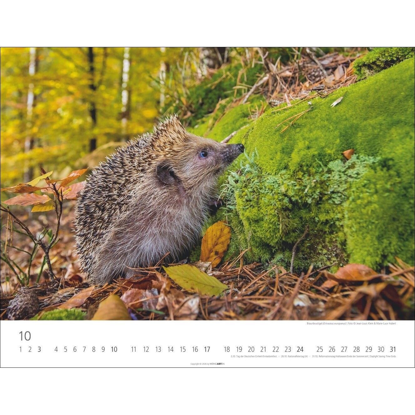 Heimische Wildtiere - Landschaft & Natur Kalender-770
