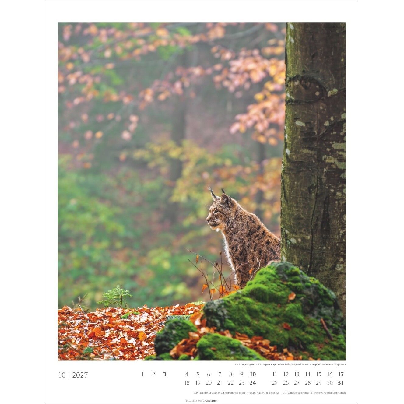 Heimische Wälder - Landschaft & Natur Kalender-351
