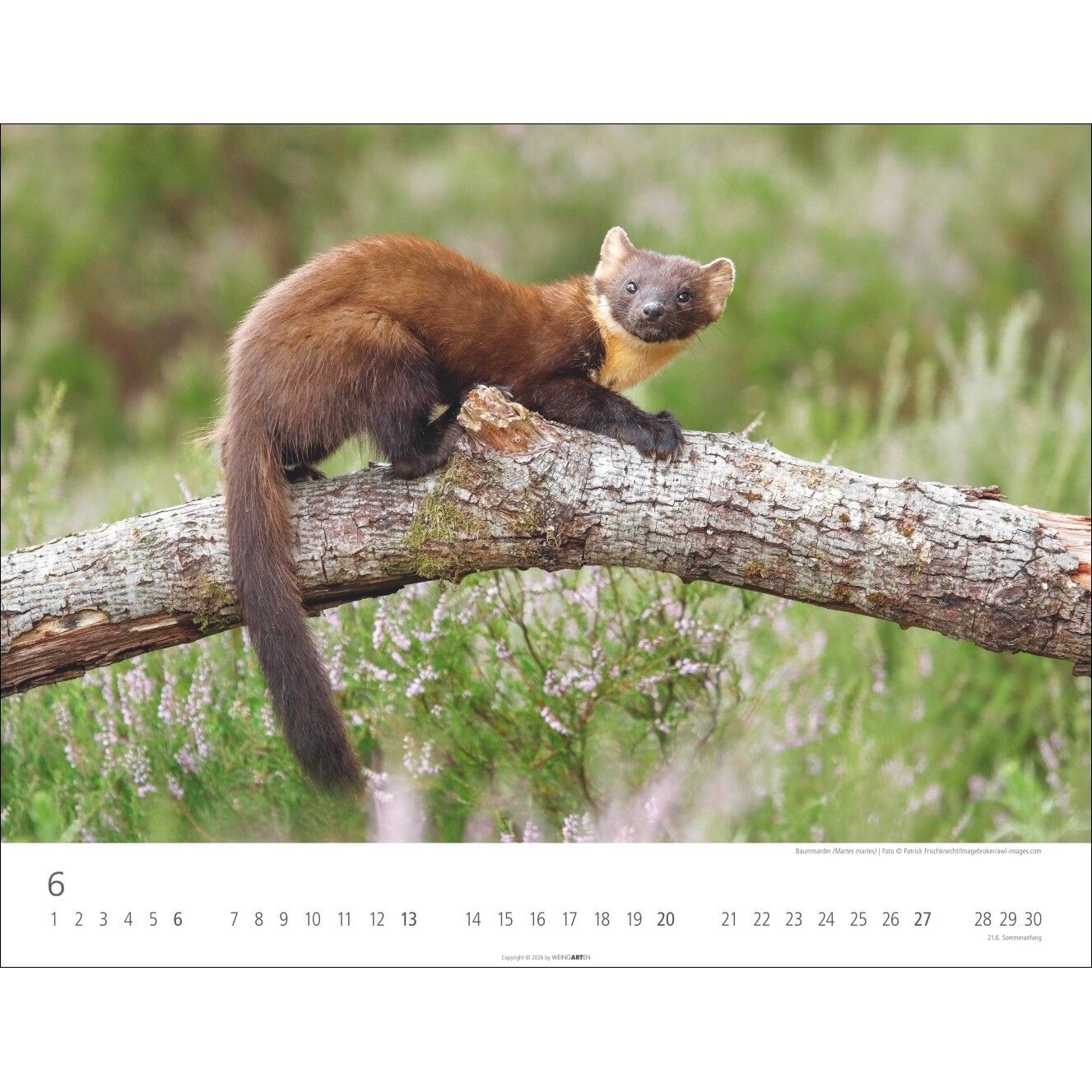 Heimische Wildtiere - Landschaft & Natur Kalender-811