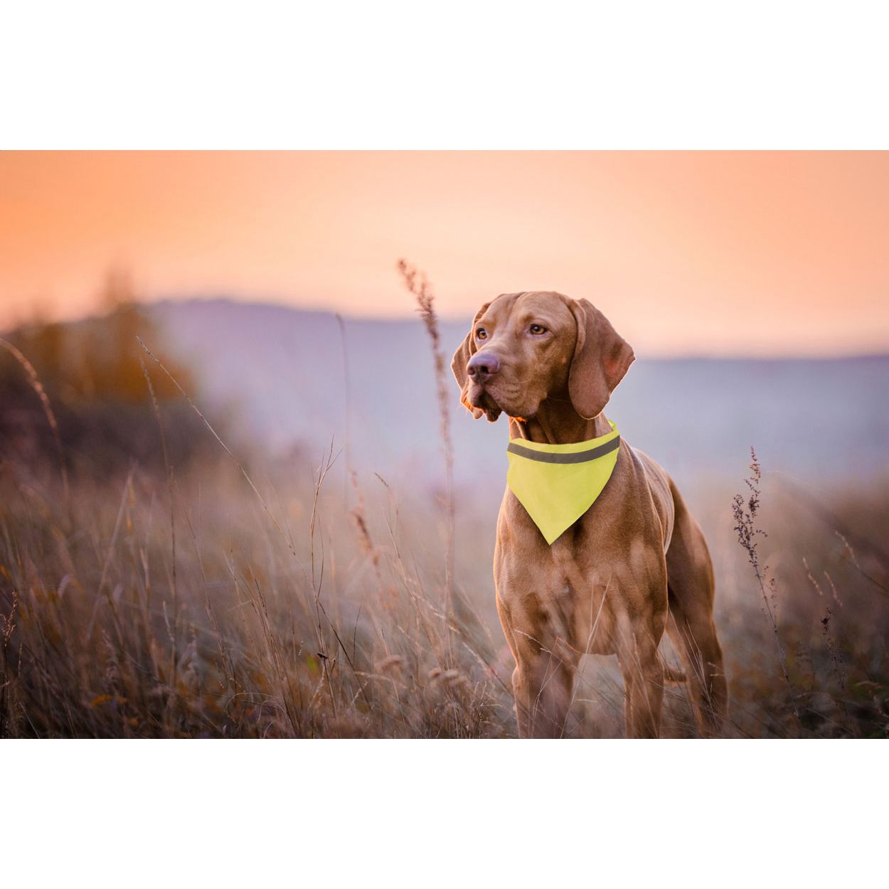 Reflektierendes Hundehalsband Bipols - gelb-228