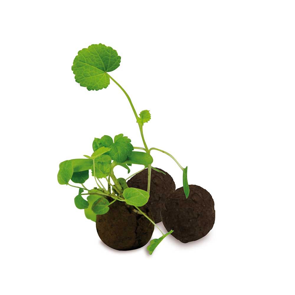 Flower-Balls in der Box mit Samen - 1er Box-577