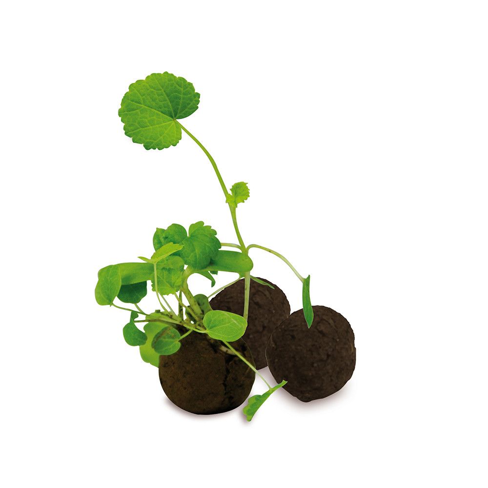 Flower-Balls in der Box mit Samen - 1er Box-577
