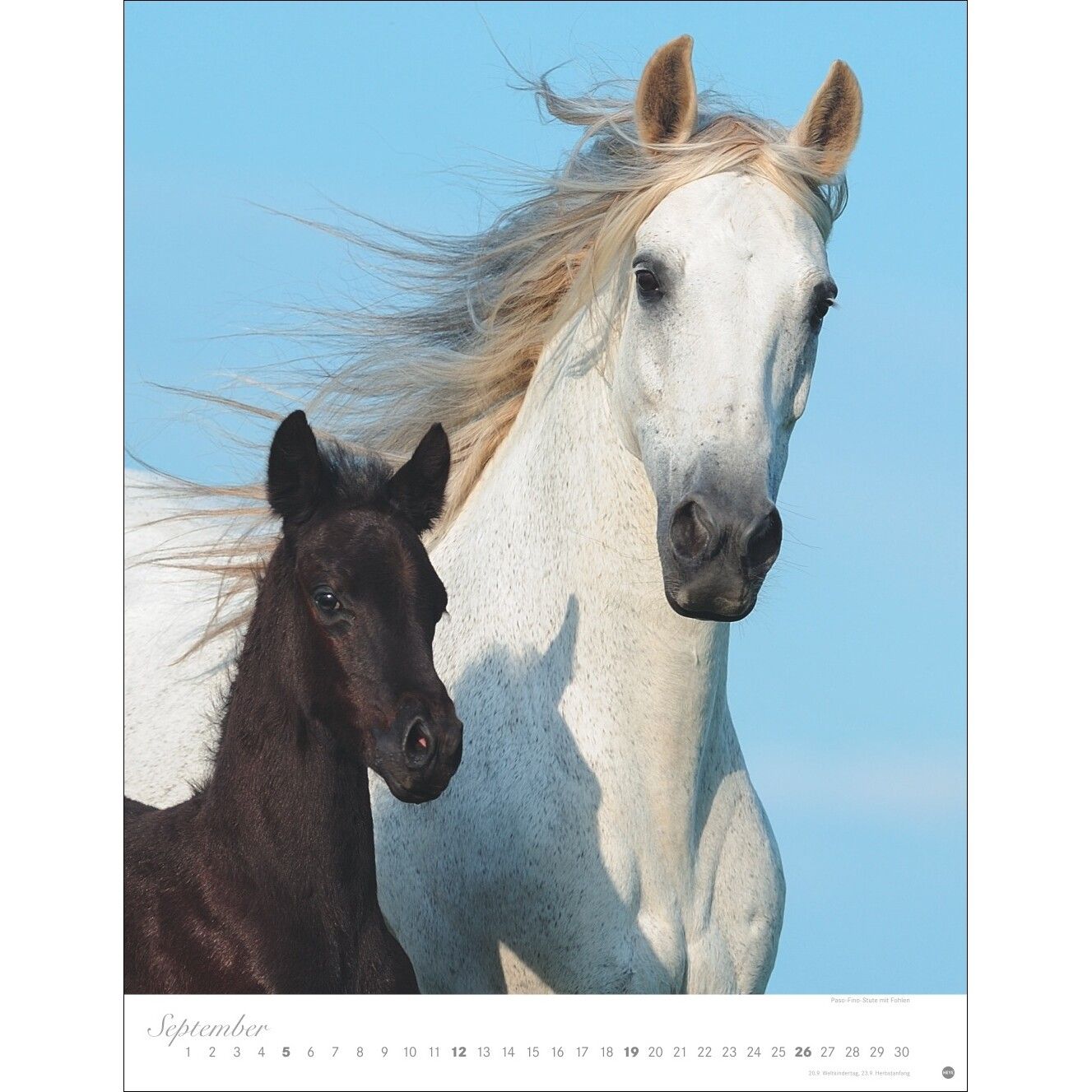 Pferde Classics Posterkalender-26