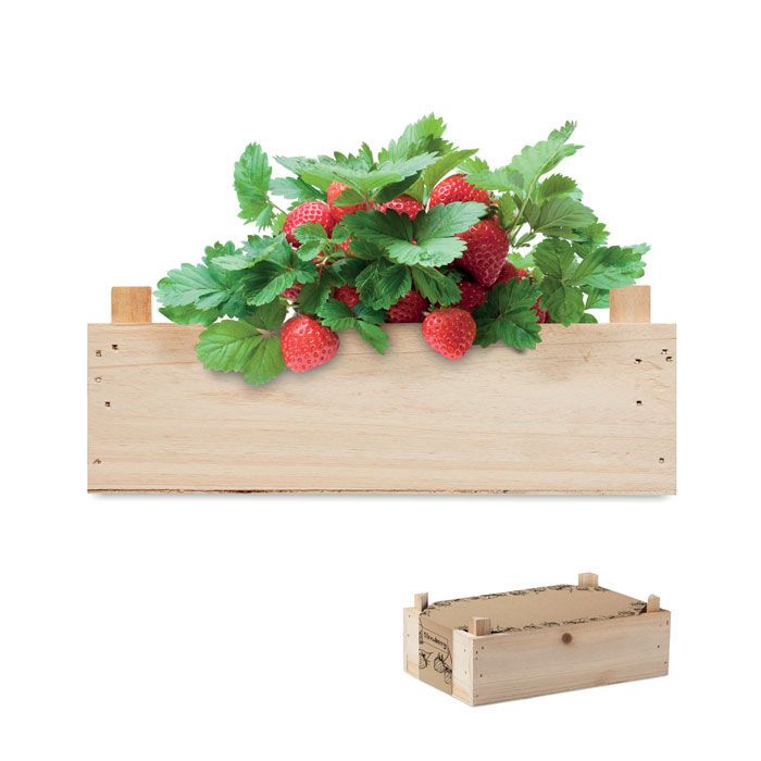 Saat-Set Erdbeere STRAWBERRY - holz-969