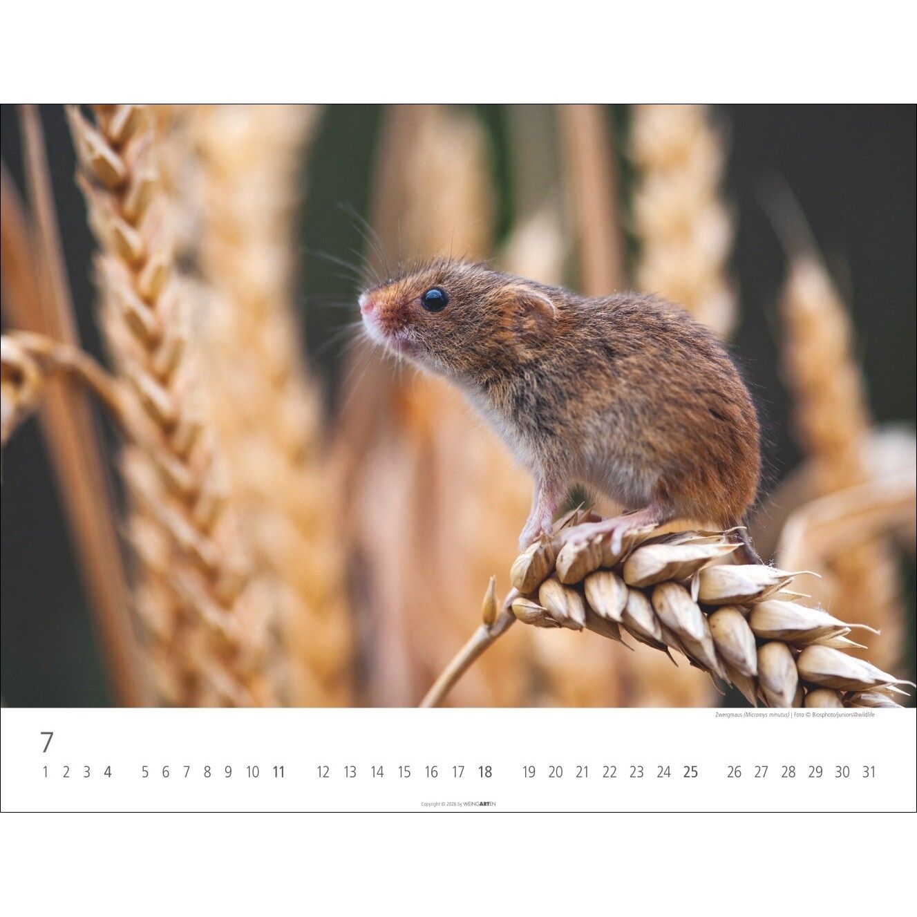 Heimische Wildtiere - Landschaft & Natur Kalender-460