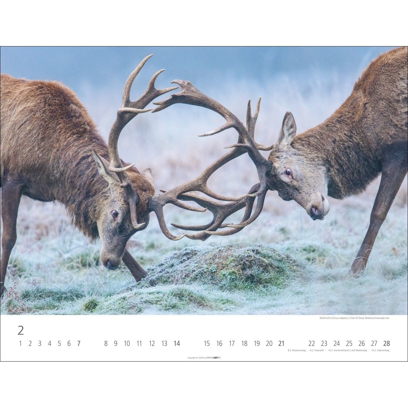 Heimische Wildtiere - Landschaft & Natur Kalender-698