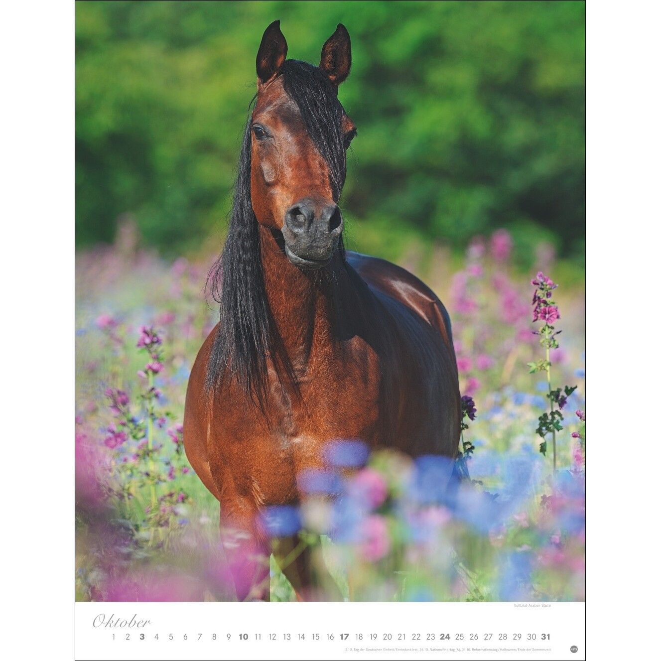 Pferde Classics Posterkalender-679