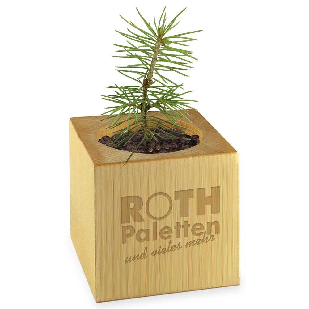 Pflanz-Holz Star-Box mit Samen - Kräutermischung, 1 Seite gelasert-8