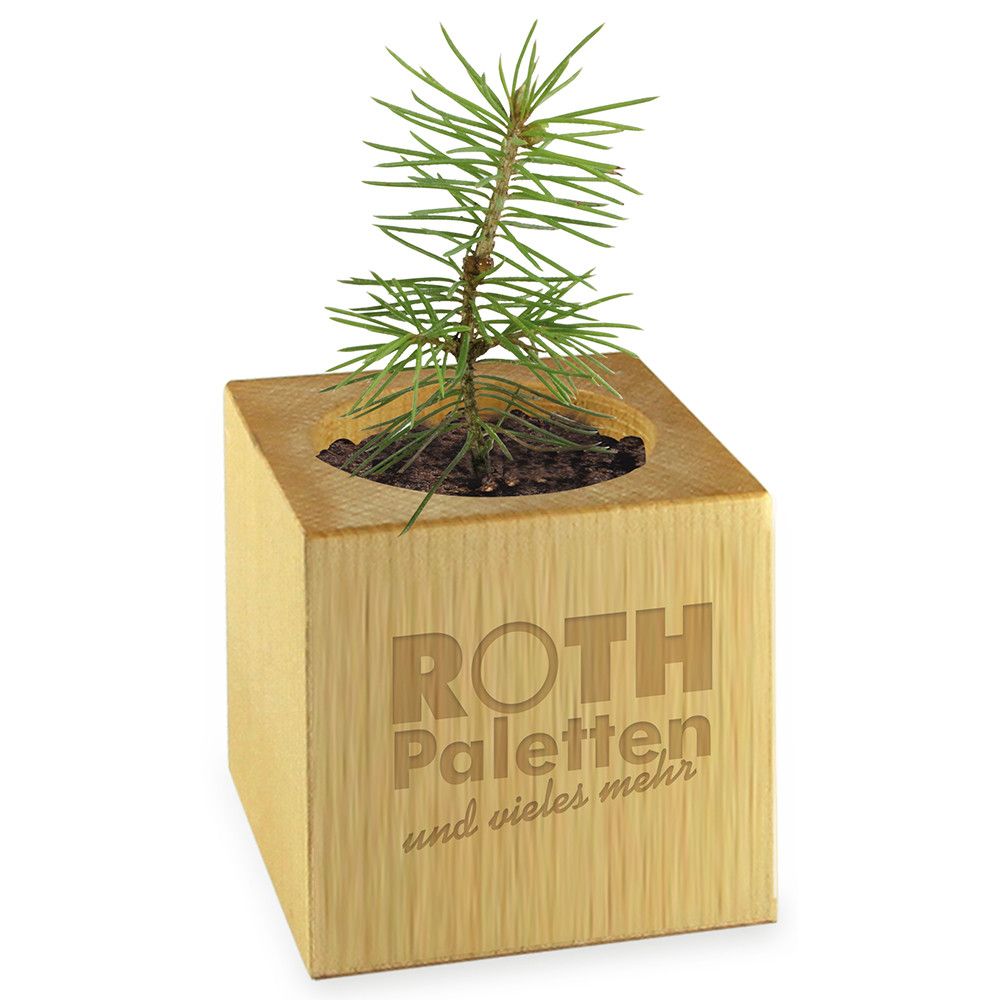 Pflanz-Holz Star-Box mit Samen - Kräutermischung, 1 Seite gelasert-8