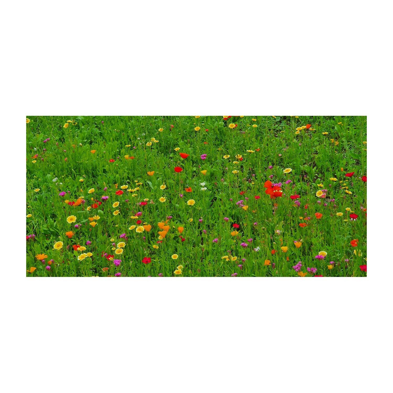 Blumenwiese Bee Happy, 3 Saatkugeln im Säckchen-969