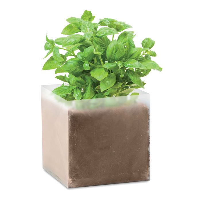 Pflanz-Set "Basilikum" BASIL - beige-531