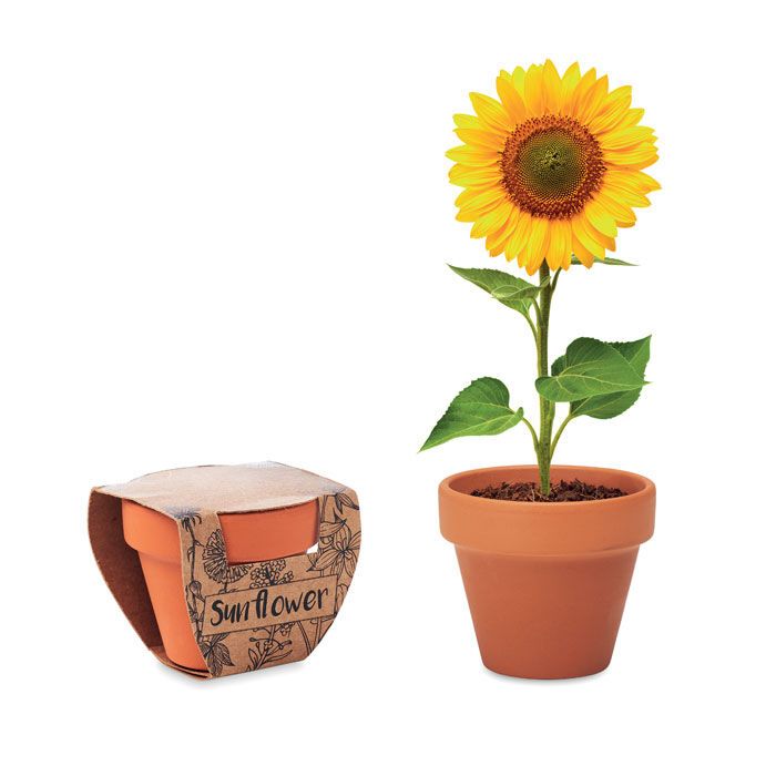 Terracotta-Topf Sonnenblume SUNFLOWER - holz-798
