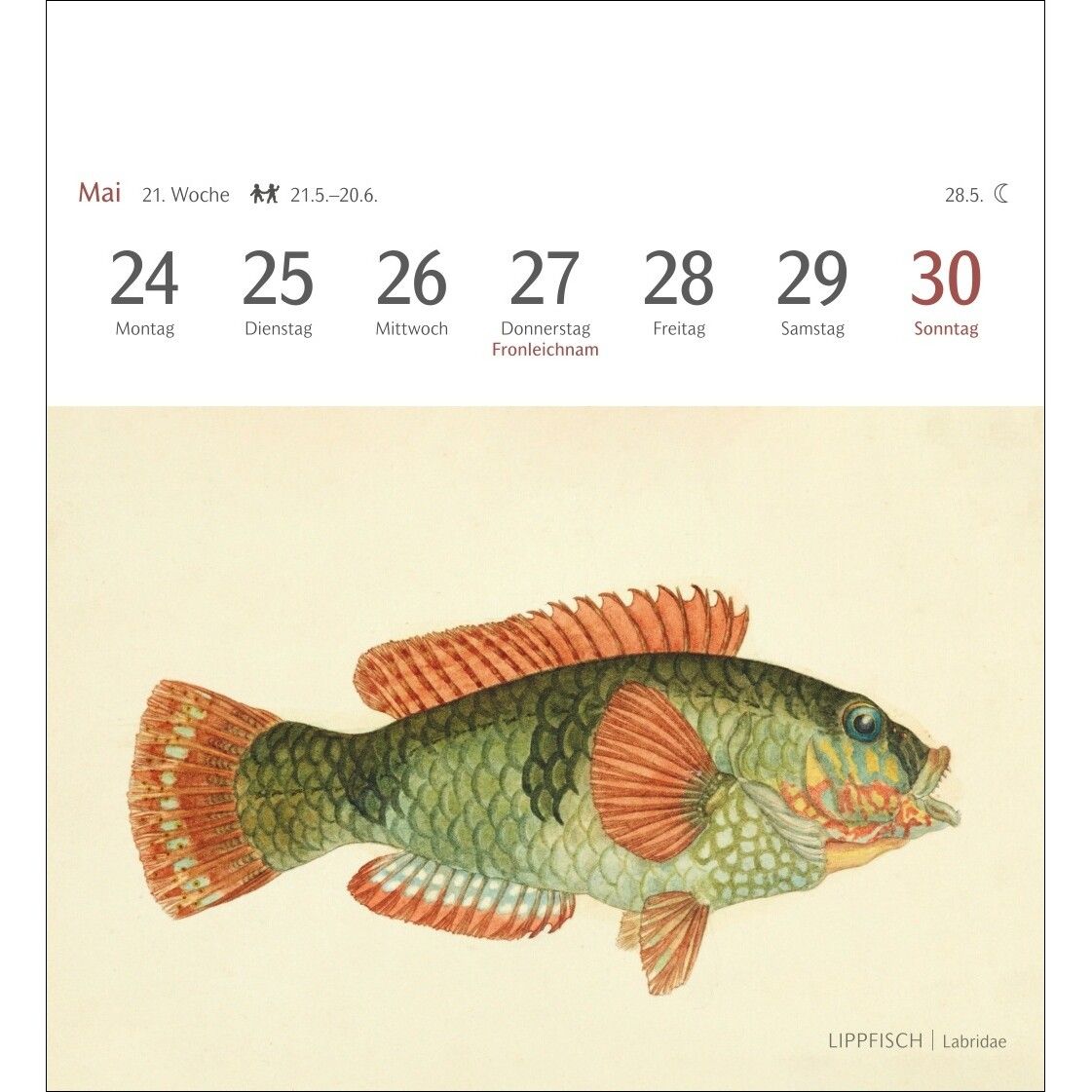 Fische Postkartenkalender-948