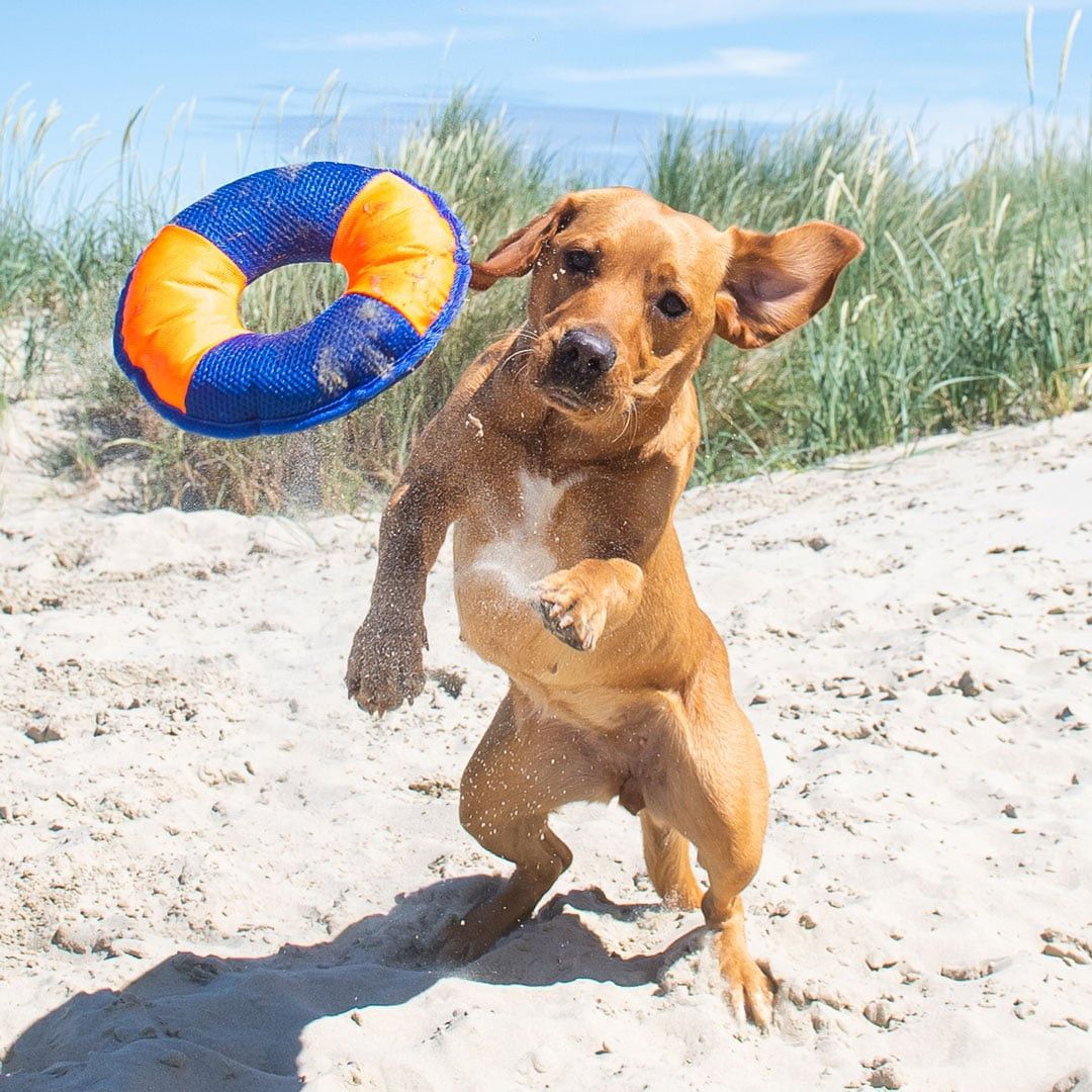 MiniFeet® Hundespielzeug Flying Disc - orange - blau-209