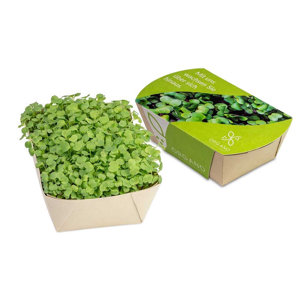 Microgreens-Gärtchen - Salatrauke-982