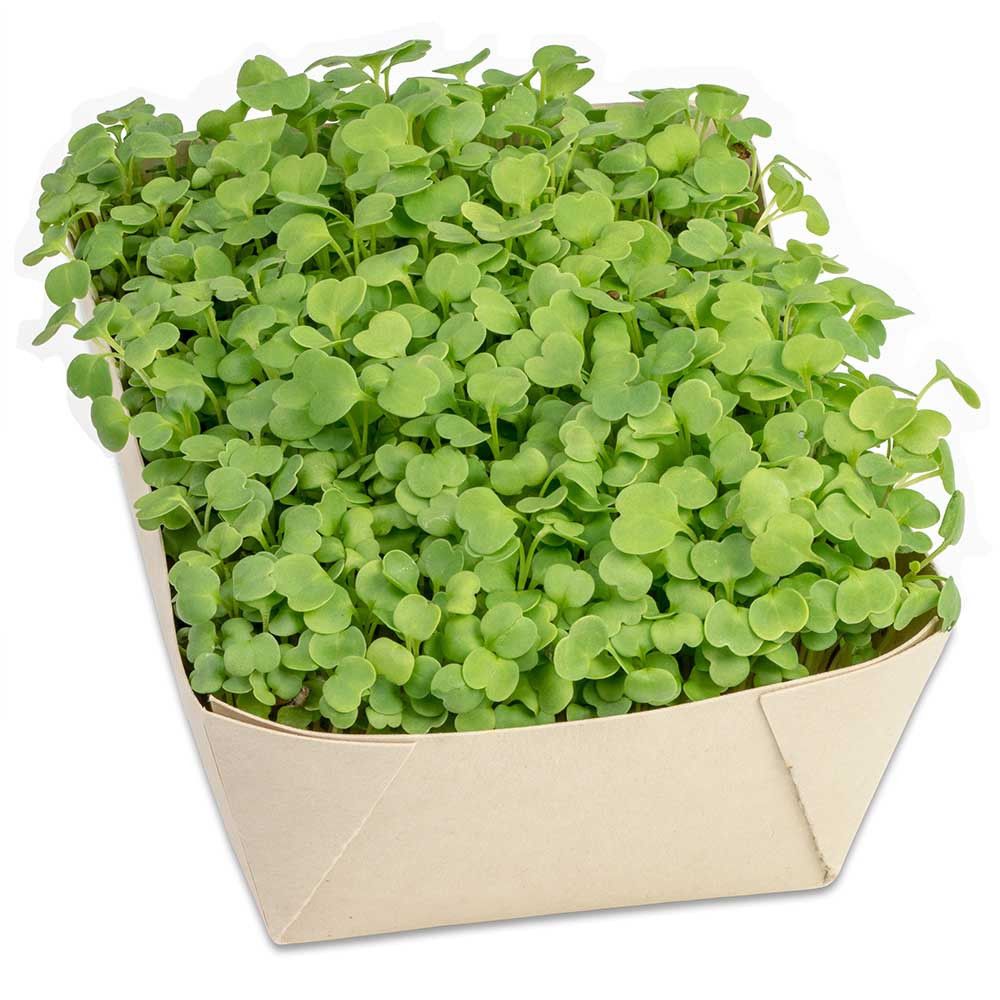 Microgreens-Gärtchen - Salatrauke-820