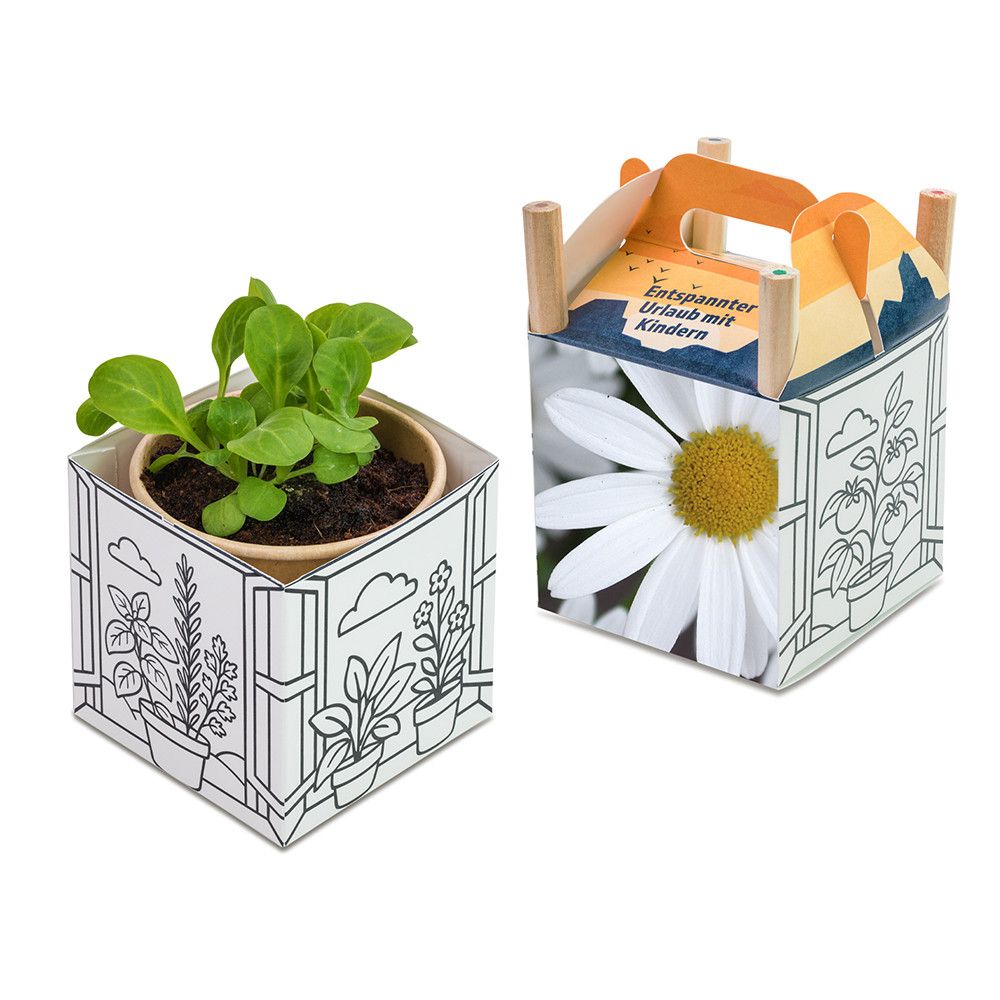 Colour & Grow House - Ostern - Margerite-773