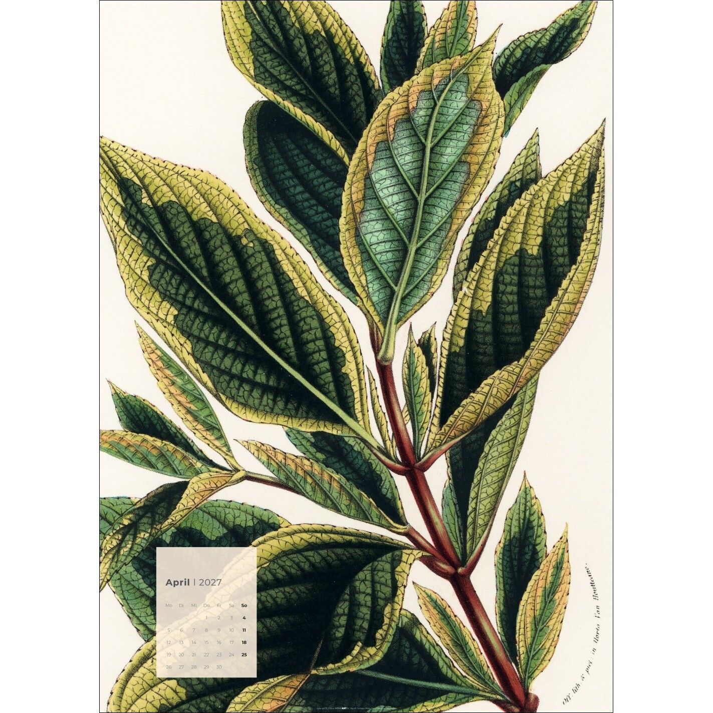 Botanicals - Kunst & Kultur Kalender-290