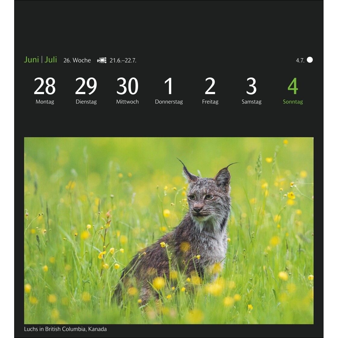 GEO Magische Natur Postkartenkalender-241
