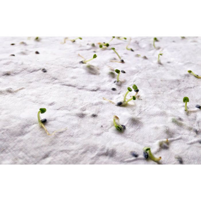 DIN A6 Wildblumen-Samenpapier ASIDO - weiß-71