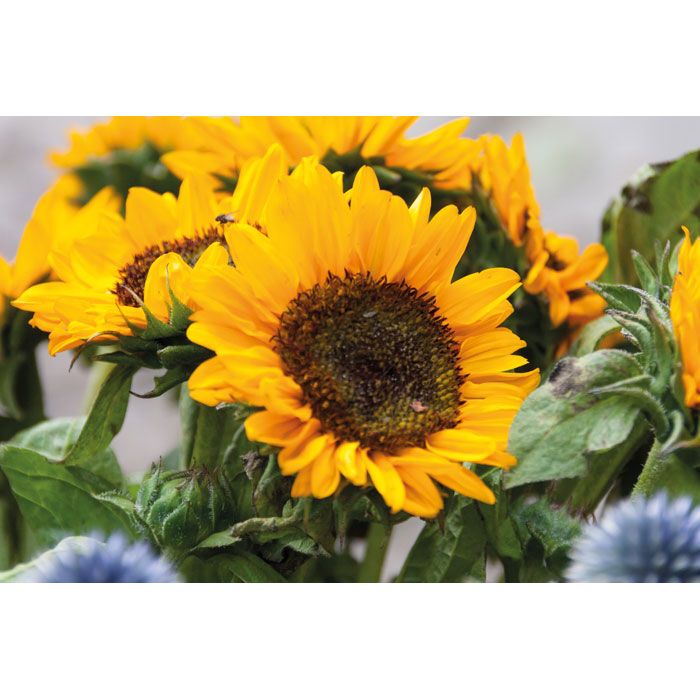 Samen Sonnenblumen GIRASOL - beige-941