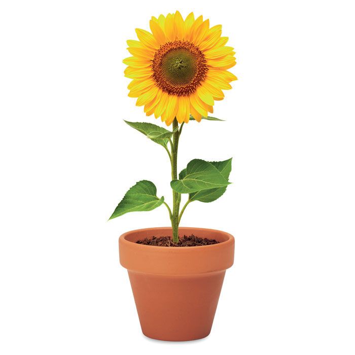 Terracotta-Topf Sonnenblume SUNFLOWER - holz-544