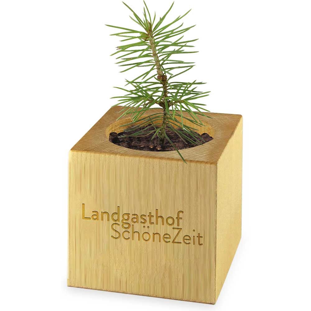 Pflanz-Holz Star-Box mit Samen - Kräutermischung, 1 Seite gelasert-461