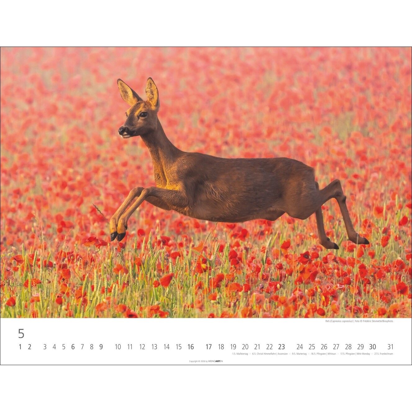 Heimische Wildtiere - Landschaft & Natur Kalender-80