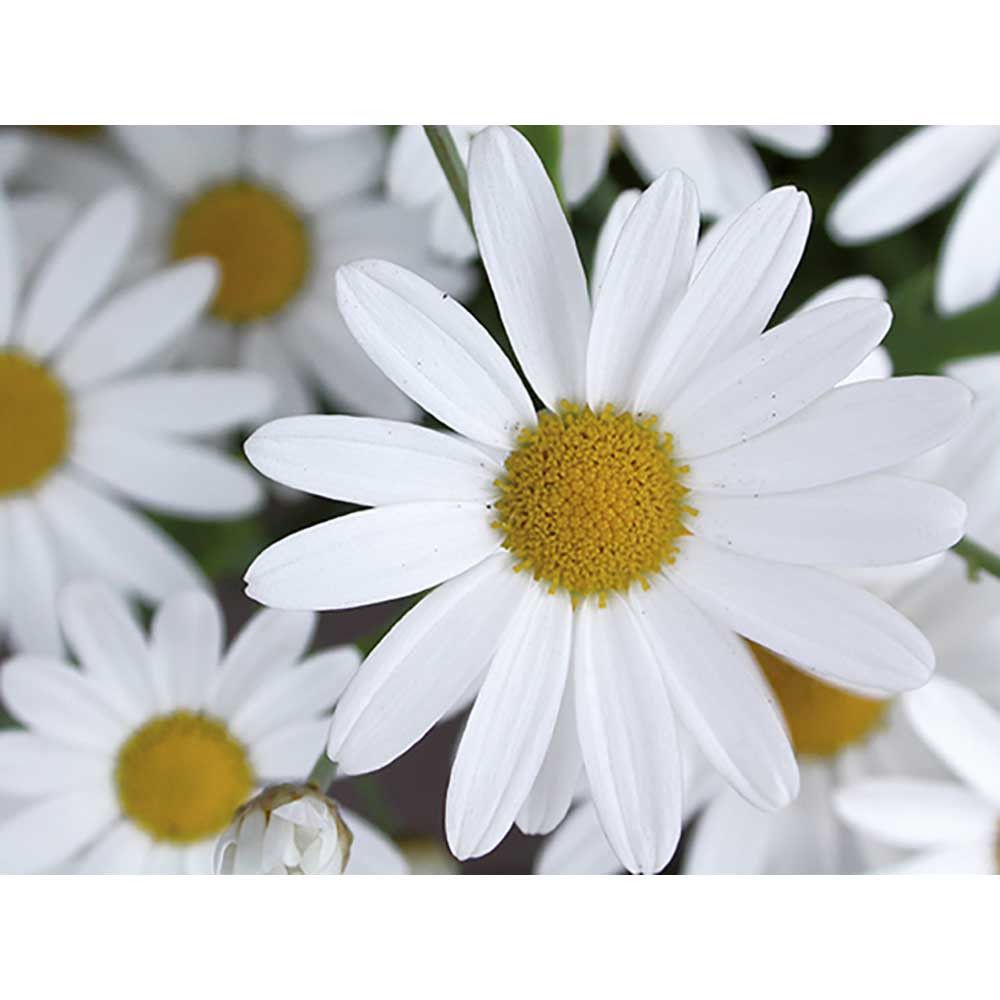 Samen-Karte - Margerite-143