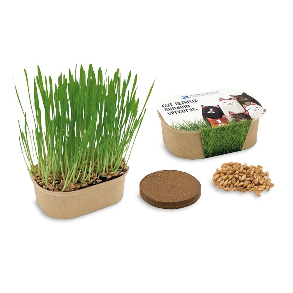 Katzengras Pflanzset - Katzengras-341
