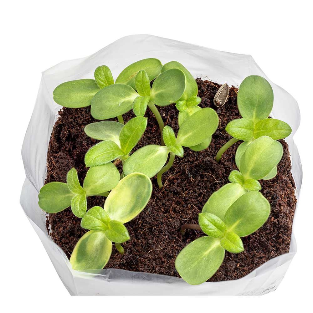 PopUp Anzuchterde mit Samen - Schnittlauch-35