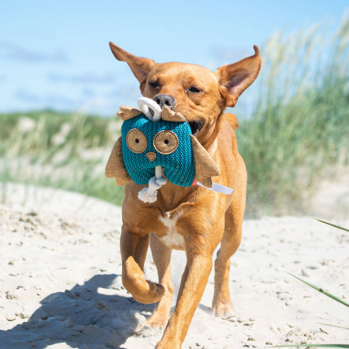 Ein Hund spiel am Strand mit einem Werbeartikel Hundespielzeug.