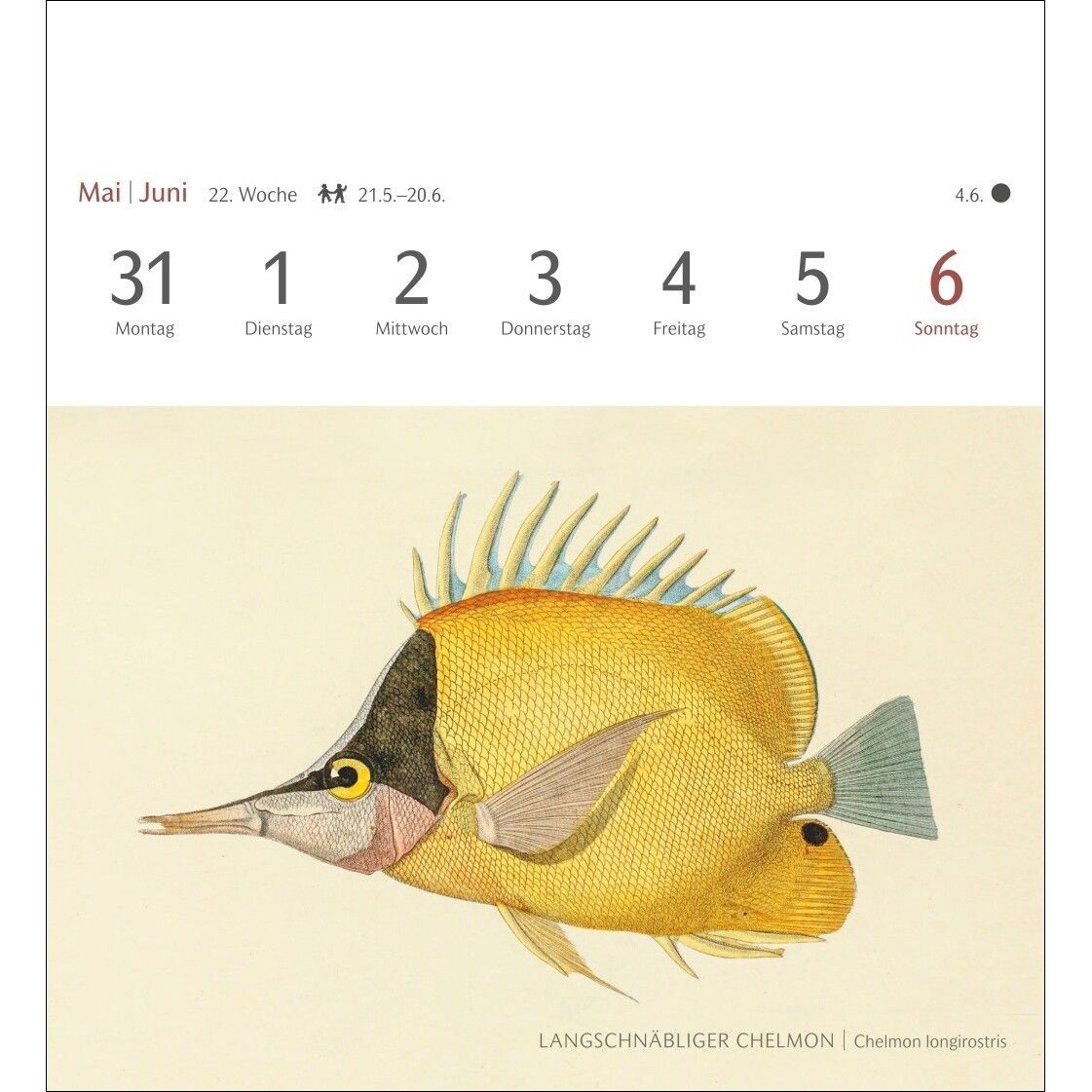 Fische Postkartenkalender-645