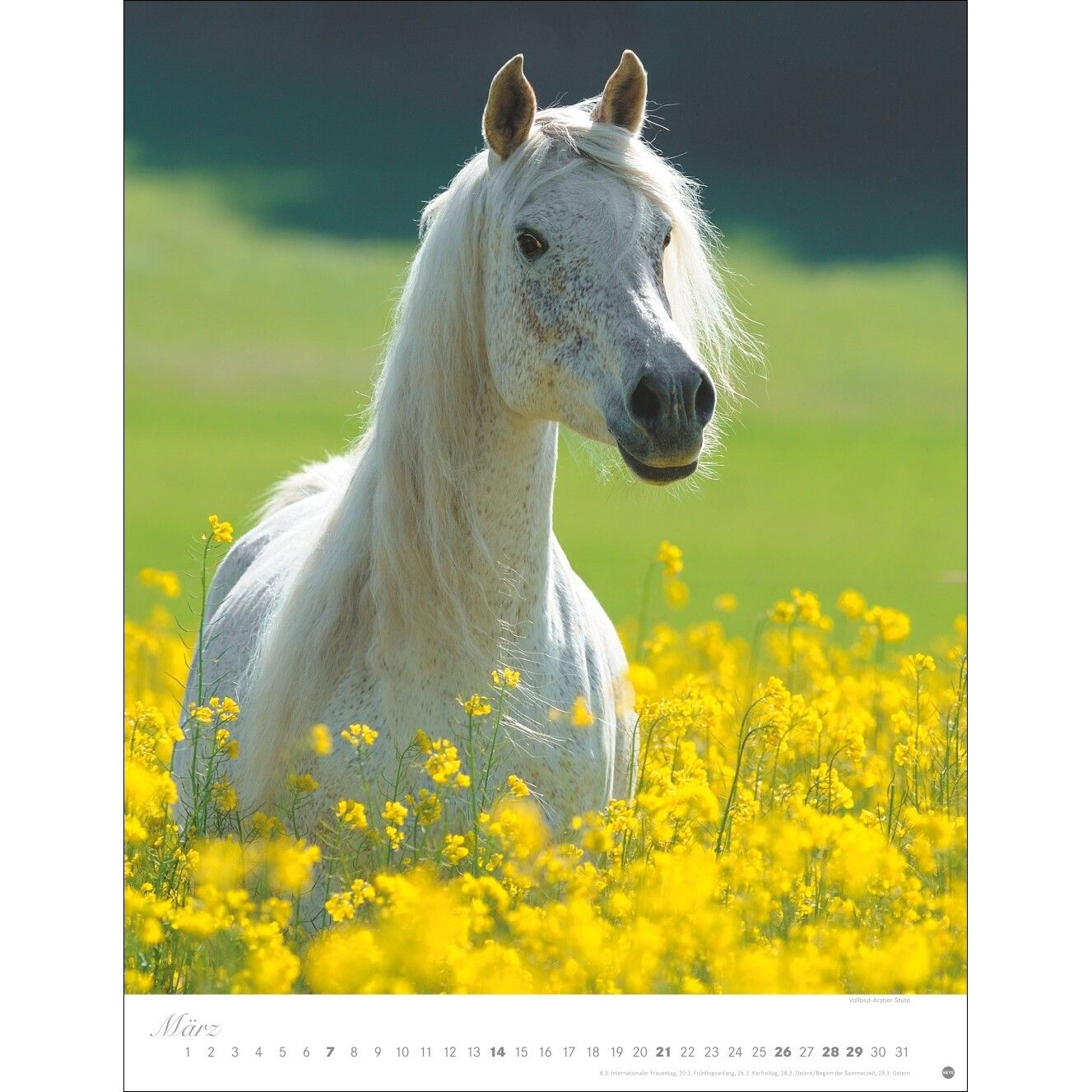 Pferde Classics Posterkalender-196