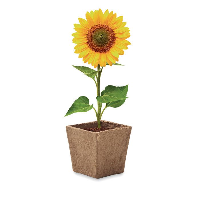 Pflanz-Set Sonnenblume SUNFLOWER KIT - beige-763