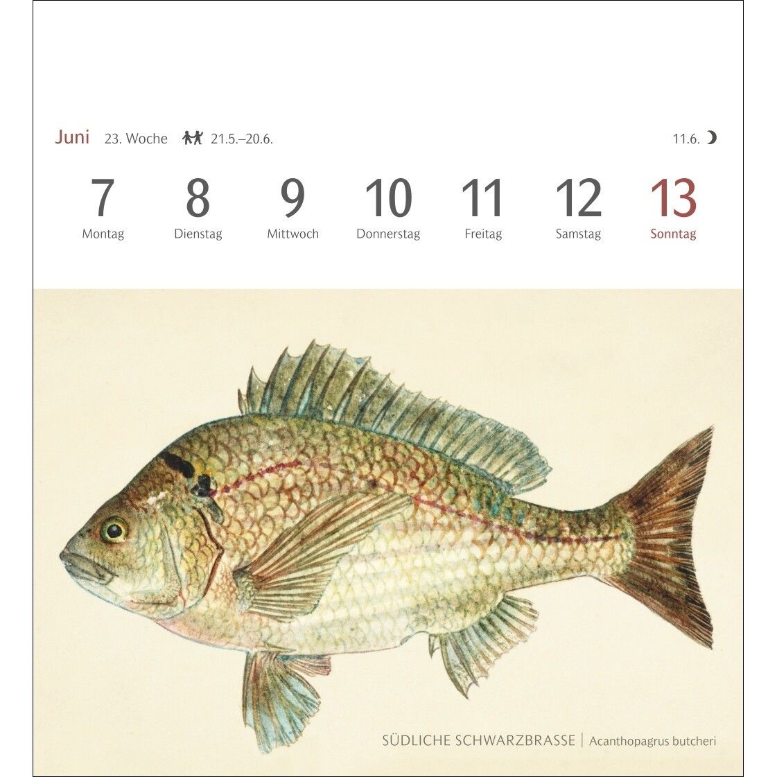 Fische Postkartenkalender-132