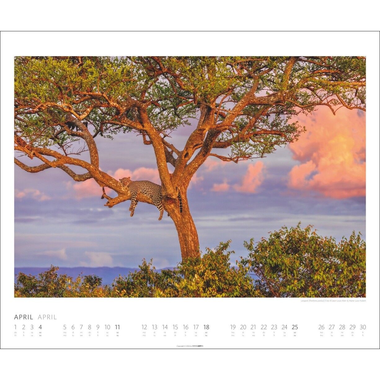 African Wildlife - Tiere  Kalender-307