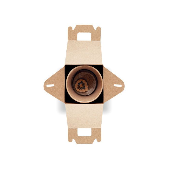 Kiefernsamen-Set GROWTREE™ - beige-814