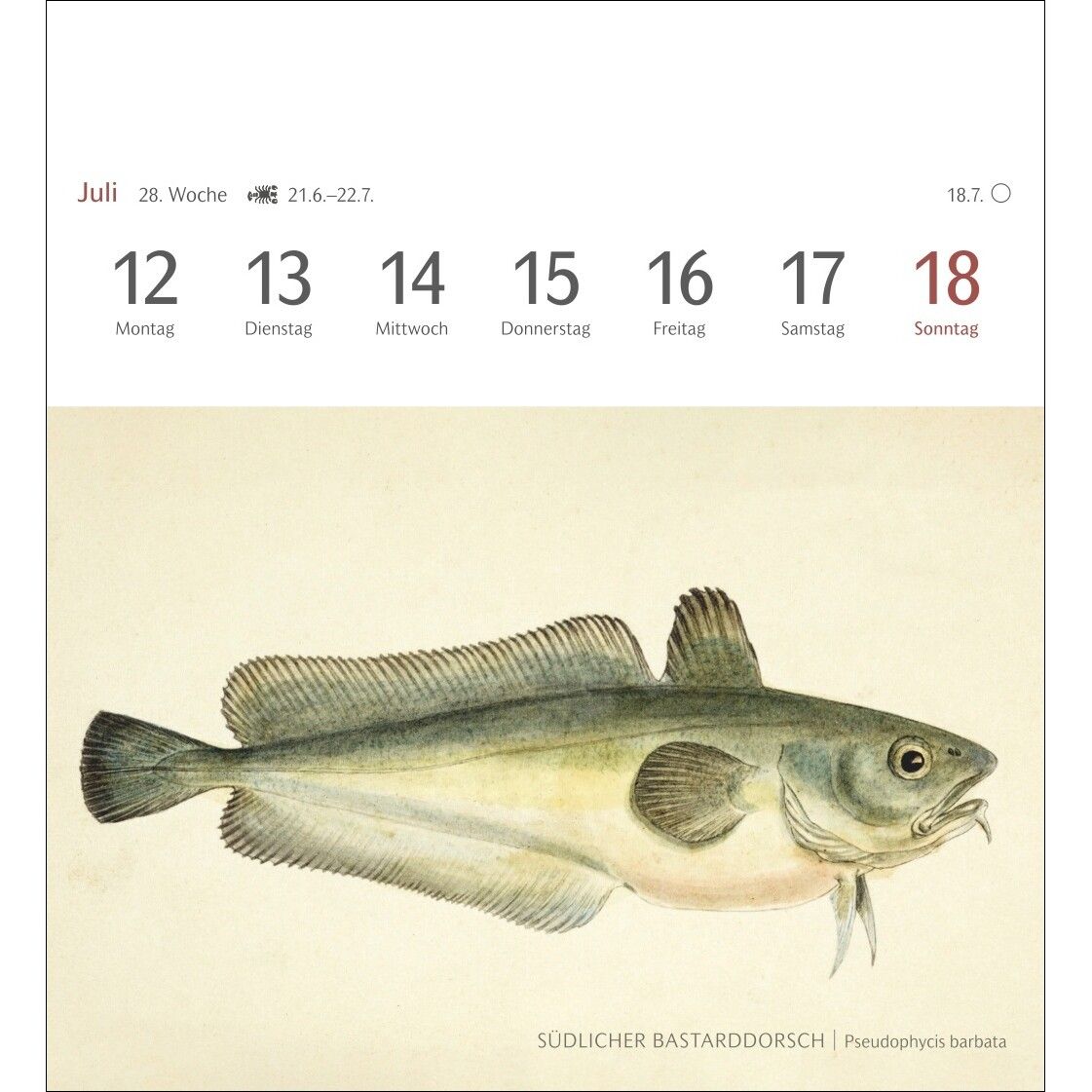 Fische Postkartenkalender-201