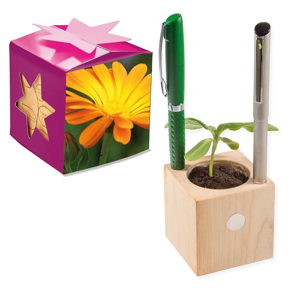 Pflanz-Holz Büro Star-Box mit Samen - Ringelblume-9